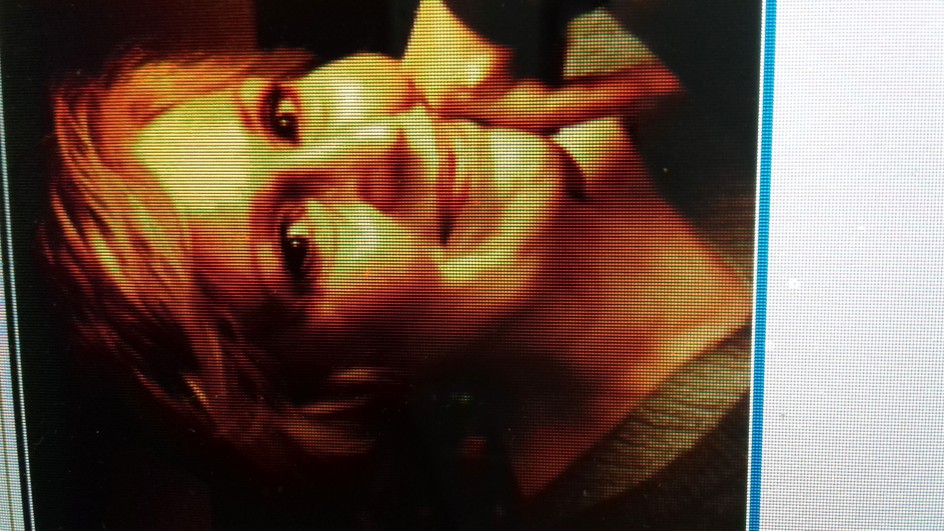 Rhona Wooldridge